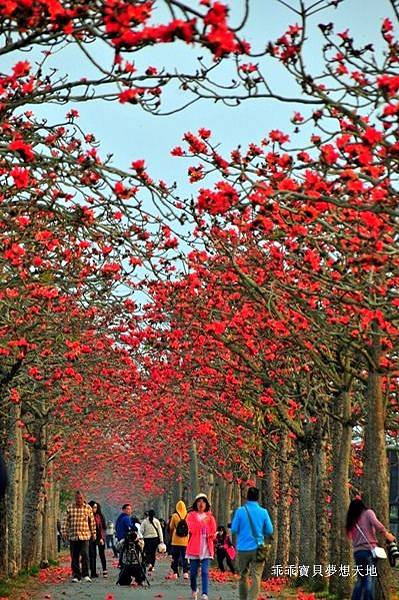 透早衝 很夯的火紅木棉道-林初埤 & 玉豐綠色隧道