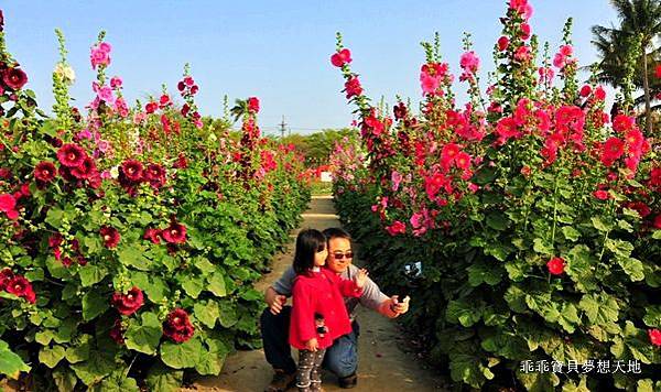 橘咖啡 &內厝溪櫻木花廊 - 壓軸粉櫻季