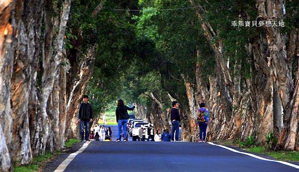 美拍。秘境 - 白千層綠色隧道