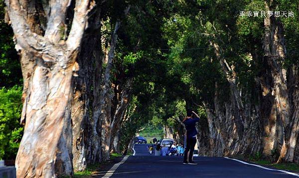 美拍。秘境 - 白千層綠色隧道