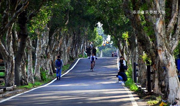 美拍。秘境 - 白千層綠色隧道