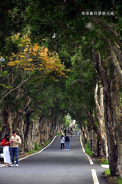 美拍。秘境 - 白千層綠色隧道