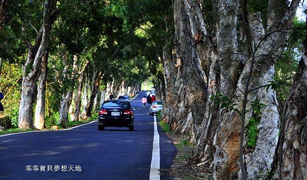 美拍。秘境 - 白千層綠色隧道