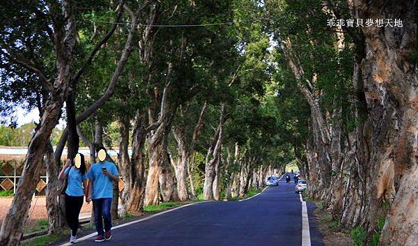 美拍。秘境 - 白千層綠色隧道