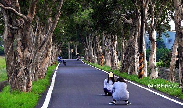 美拍。秘境 - 白千層綠色隧道
