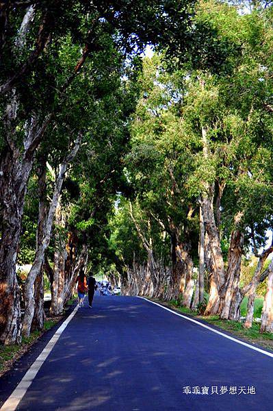 美拍。秘境 - 白千層綠色隧道