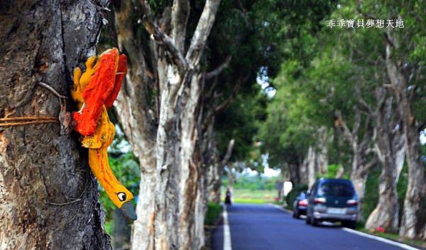 美拍。秘境 - 白千層綠色隧道