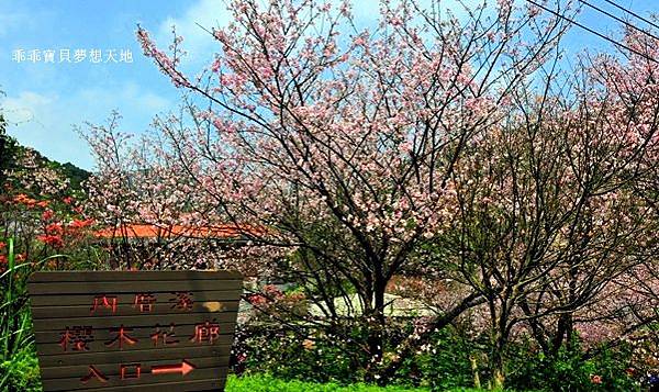 橘咖啡 &內厝溪櫻木花廊 - 壓軸粉櫻季