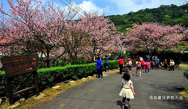 橘咖啡 &內厝溪櫻木花廊 - 壓軸粉櫻季