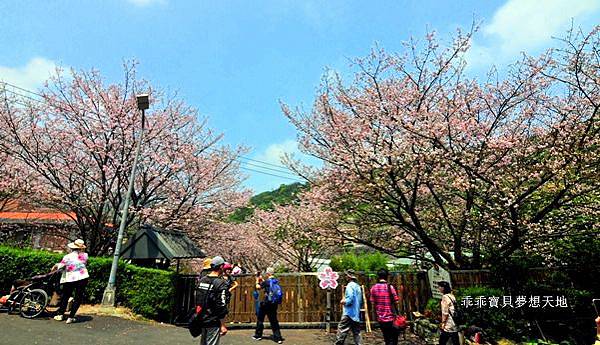 橘咖啡 &內厝溪櫻木花廊 - 壓軸粉櫻季