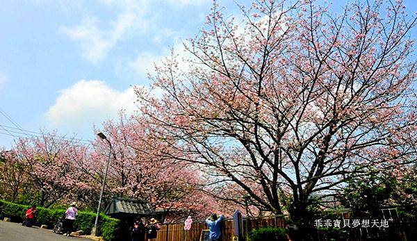 橘咖啡 &內厝溪櫻木花廊 - 壓軸粉櫻季