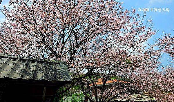 橘咖啡 &內厝溪櫻木花廊 - 壓軸粉櫻季