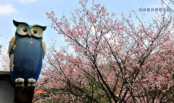 橘咖啡 &內厝溪櫻木花廊 - 壓軸粉櫻季