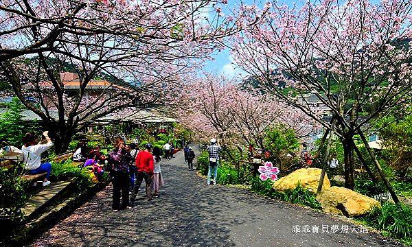 橘咖啡 &內厝溪櫻木花廊 - 壓軸粉櫻季