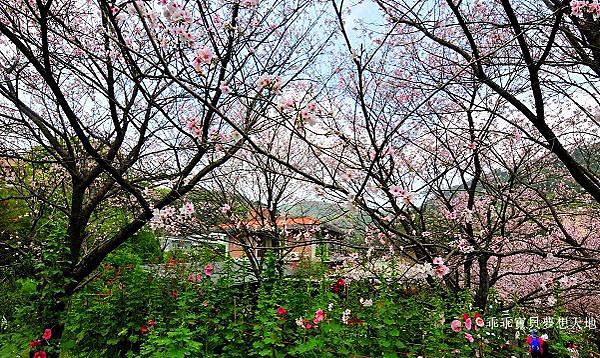 橘咖啡 &內厝溪櫻木花廊 - 壓軸粉櫻季