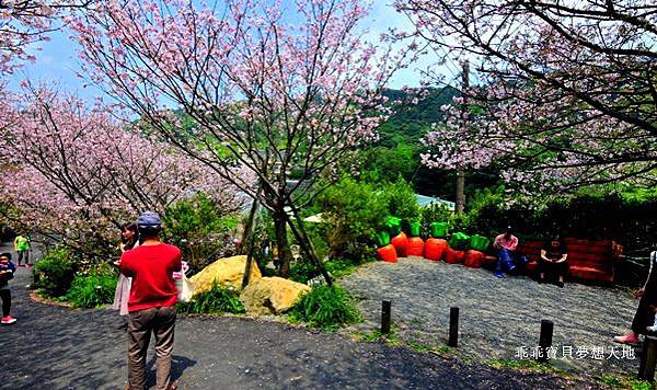 橘咖啡 &內厝溪櫻木花廊 - 壓軸粉櫻季