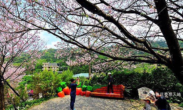 橘咖啡 &內厝溪櫻木花廊 - 壓軸粉櫻季