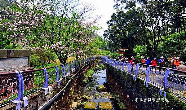 橘咖啡 &內厝溪櫻木花廊 - 壓軸粉櫻季