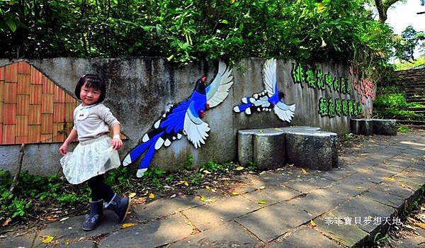 橘咖啡 &內厝溪櫻木花廊 - 壓軸粉櫻季