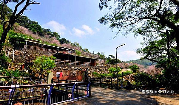 橘咖啡 &內厝溪櫻木花廊 - 壓軸粉櫻季