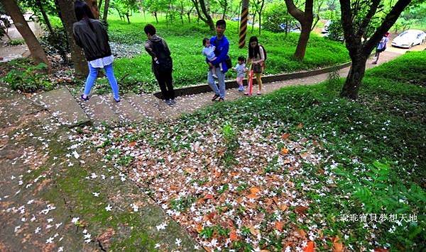 仁和 & 金獅步道 - 追四月雪