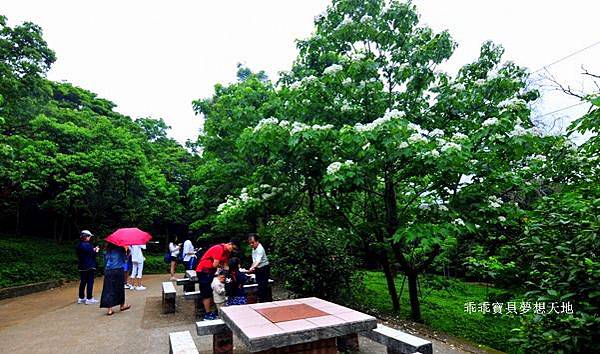 仁和 & 金獅步道 - 追四月雪