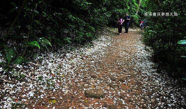 仁和 & 金獅步道 - 追四月雪