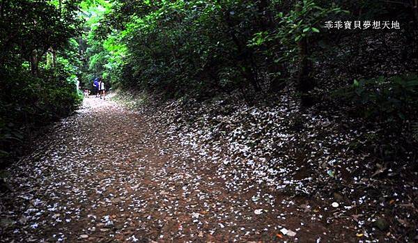 仁和 & 金獅步道 - 追四月雪