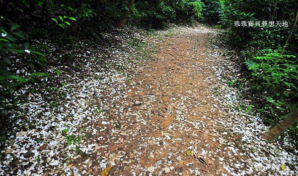 仁和 & 金獅步道 - 追四月雪