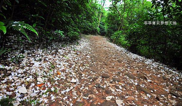 仁和 & 金獅步道 - 追四月雪