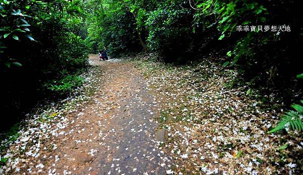 仁和 & 金獅步道 - 追四月雪