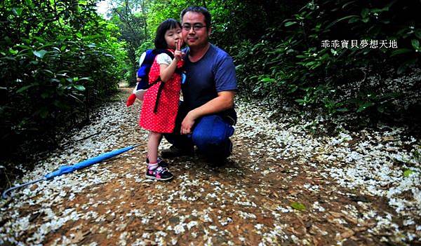 仁和 & 金獅步道 - 追四月雪