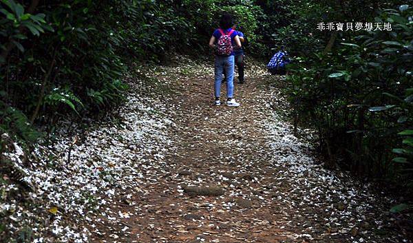 仁和 & 金獅步道 - 追四月雪