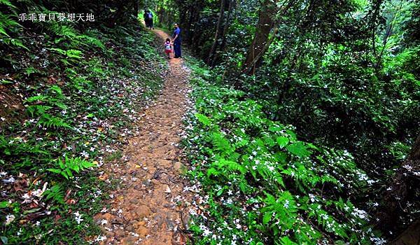 仁和 & 金獅步道 - 追四月雪