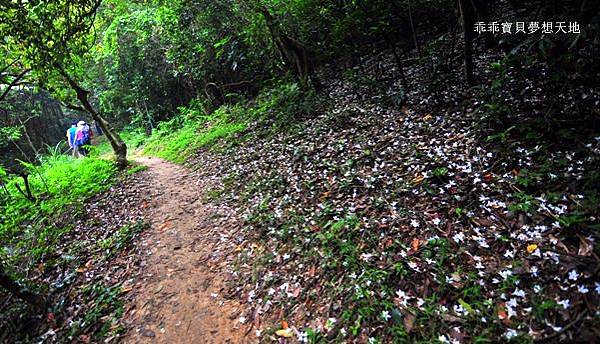 仁和 & 金獅步道 - 追四月雪