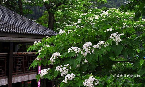 桐花季 - 歇心茶樓。獅山遊客中心。藤坪步道。十二寮休閒農業區