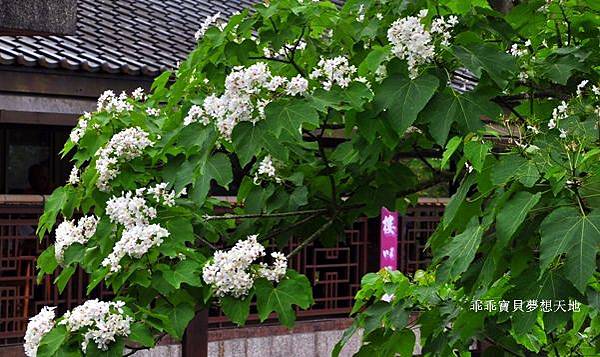 桐花季 - 歇心茶樓。獅山遊客中心。藤坪步道。十二寮休閒農業區