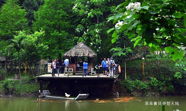 桐花季 - 歇心茶樓。獅山遊客中心。藤坪步道。十二寮休閒農業區