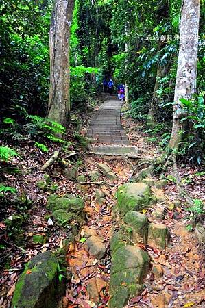 桐花季 - 歇心茶樓。獅山遊客中心。藤坪步道。十二寮休閒農業區
