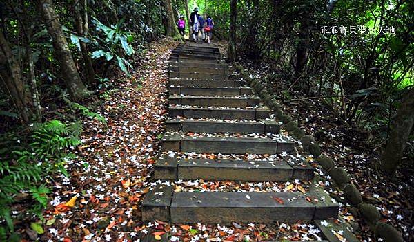桐花季 - 歇心茶樓。獅山遊客中心。藤坪步道。十二寮休閒農業區