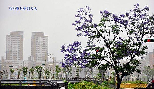 濕情畫意之藍花楹 - 廣豐&朝陽森林公園