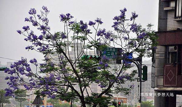濕情畫意之藍花楹 - 廣豐&朝陽森林公園