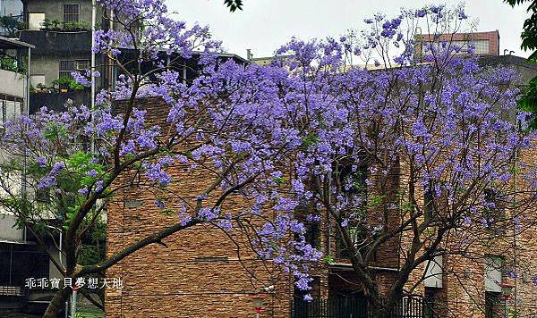濕情畫意之藍花楹 - 廣豐&朝陽森林公園