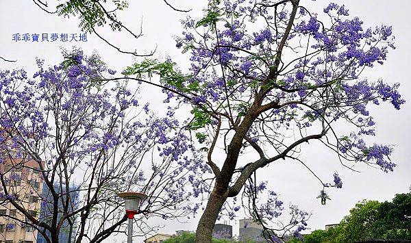 濕情畫意之藍花楹 - 廣豐&朝陽森林公園