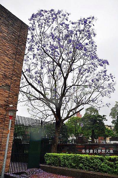 濕情畫意之藍花楹 - 廣豐&朝陽森林公園