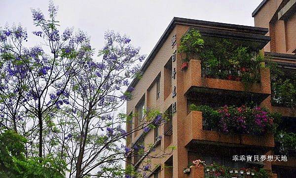 濕情畫意之藍花楹 - 廣豐&朝陽森林公園