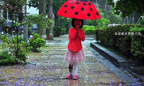 濕情畫意之藍花楹 - 廣豐&朝陽森林公園