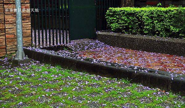 濕情畫意之藍花楹 - 廣豐&朝陽森林公園