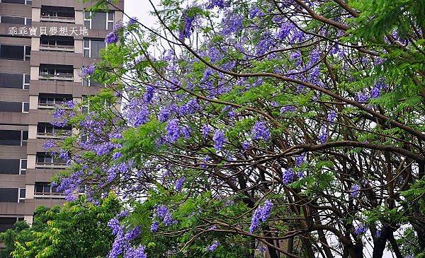 濕情畫意之藍花楹 - 廣豐&朝陽森林公園