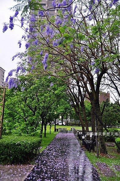 濕情畫意之藍花楹 - 廣豐&朝陽森林公園